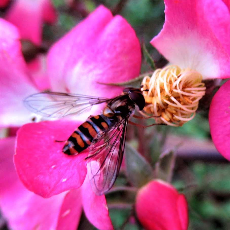 Schwebfliege