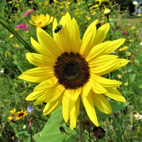 Sonnenblume
