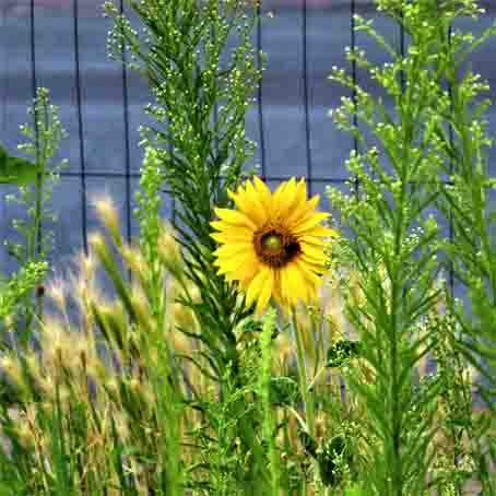 Sonnenblume Neuhaus