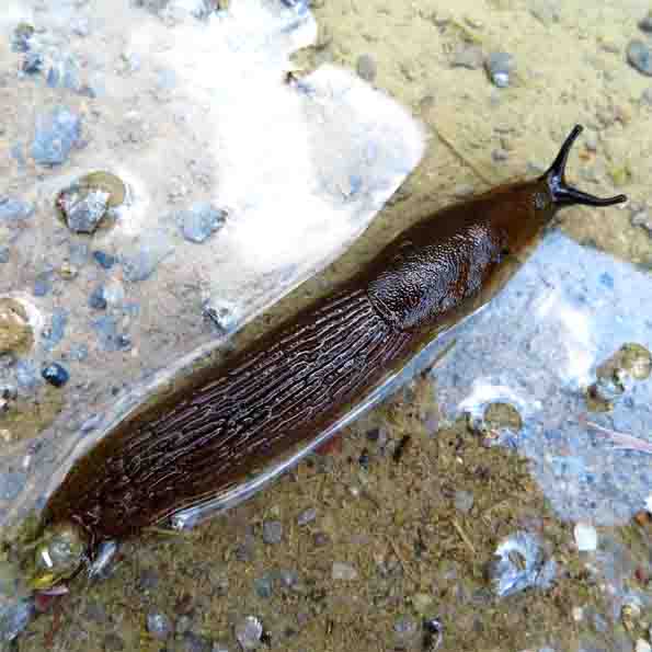 Wegschnecke