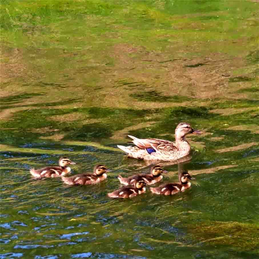 Stockente mit Küken