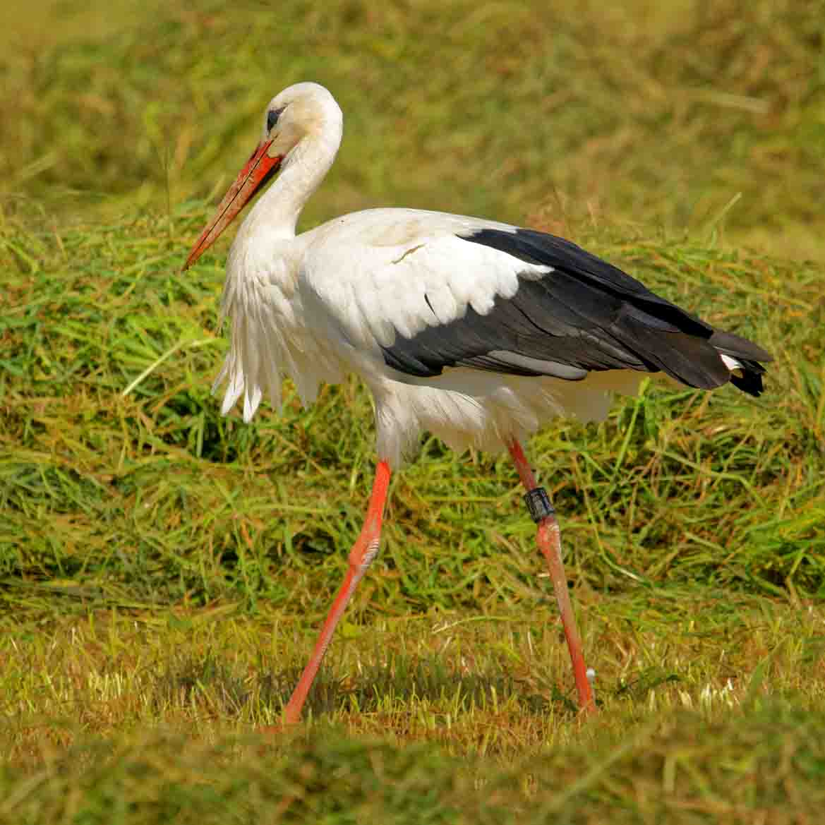 Storch