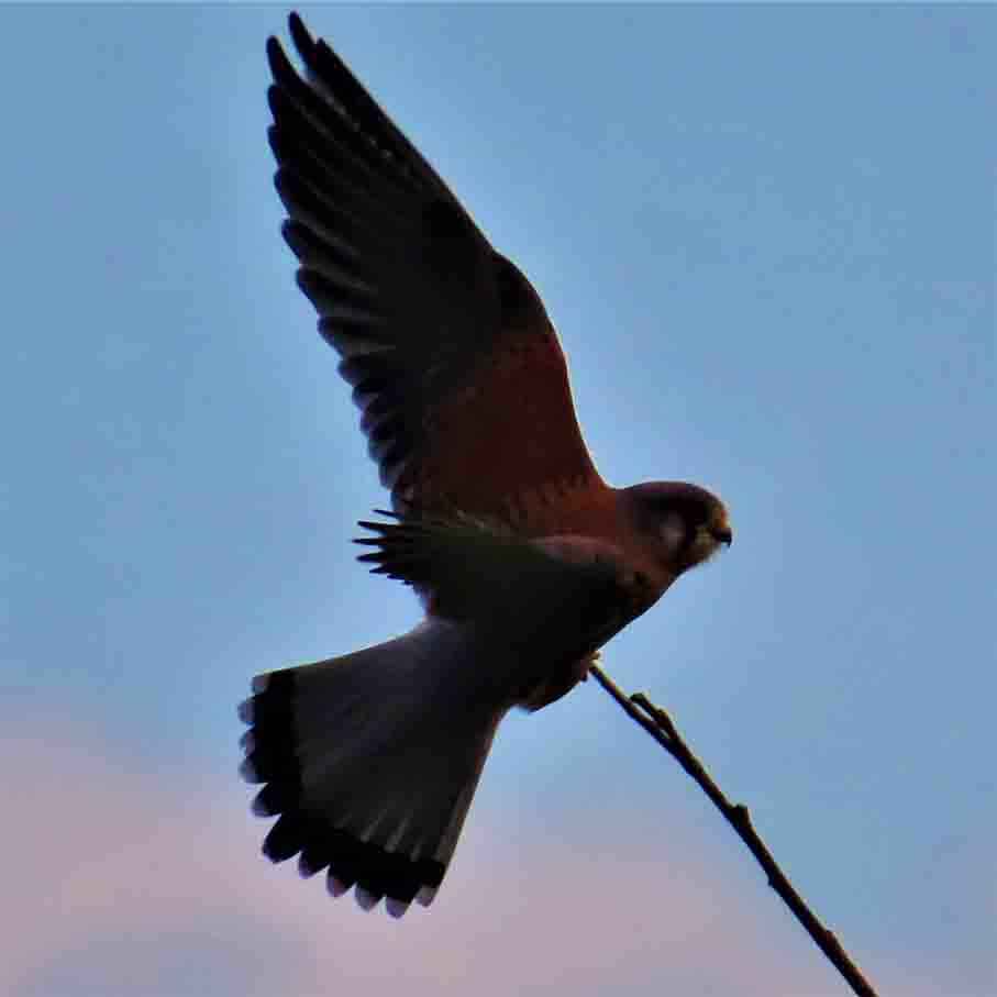 Turmfalke