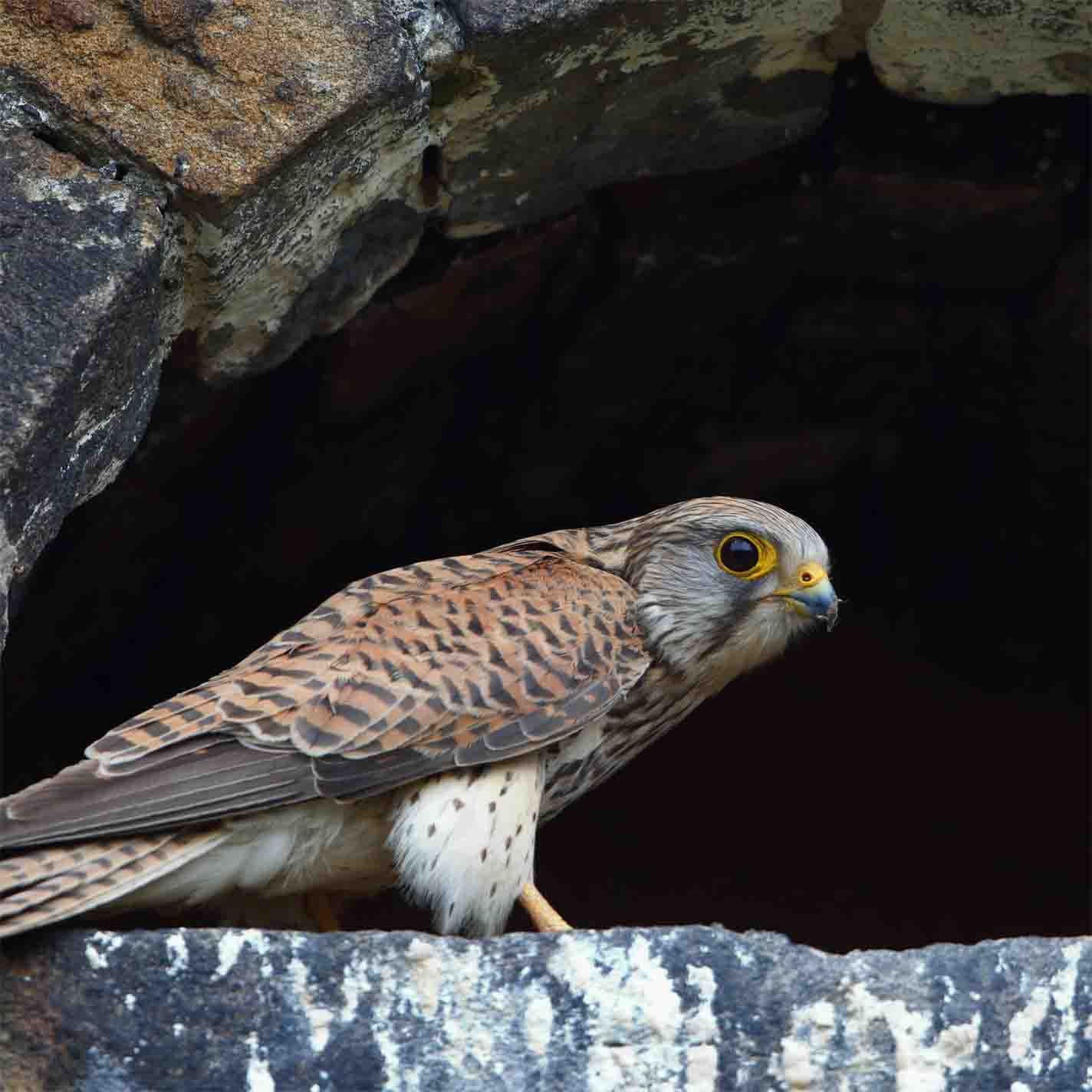 Turmfalke SCHÜTTER
