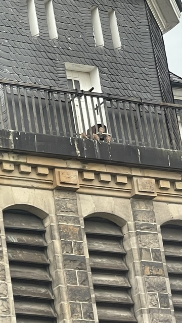 Turmfalken auf Melanchthon