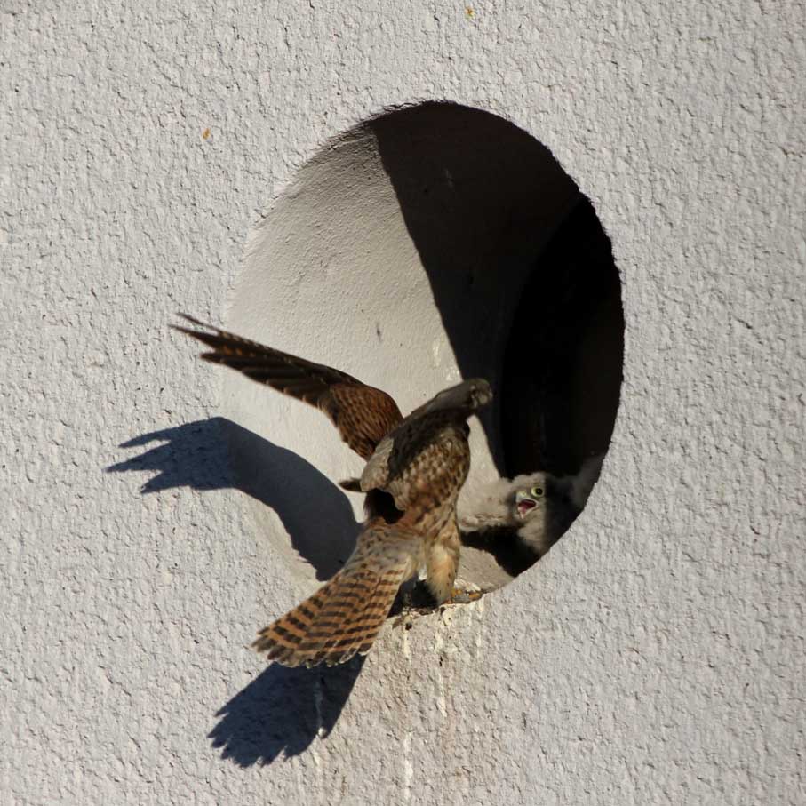 Turmfalke